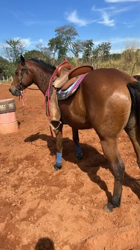 Cavalo quarto de milha