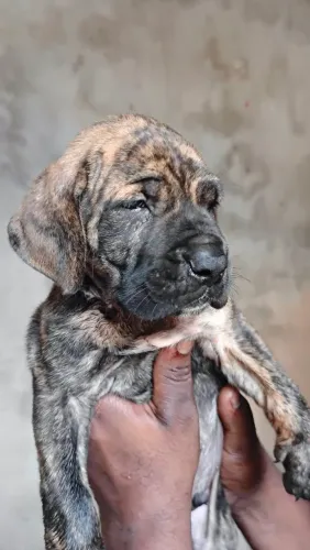 Machos de fila brasileiro