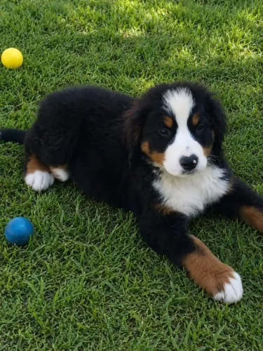 Bernese filhote fêmea 