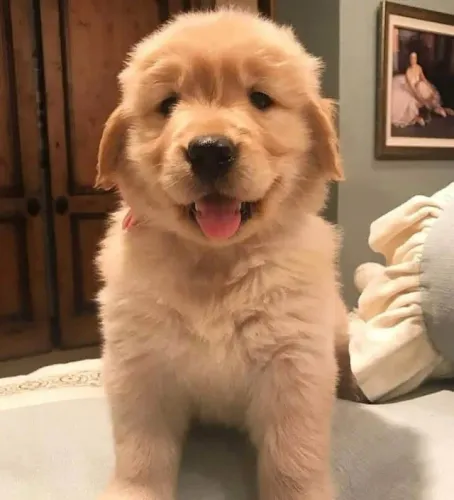 Golden Retriever Afeto que se expressa na constância