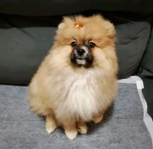 SPITZ ALEMÃO FÊMEA LARANJA VERMIFUGADA E VACINADA