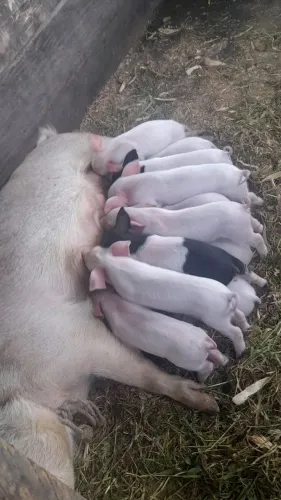 Doa-se filhote de porco