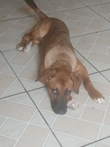 Cachorro para adoção 