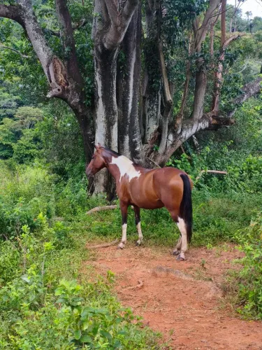 Égua manga larga macha picada