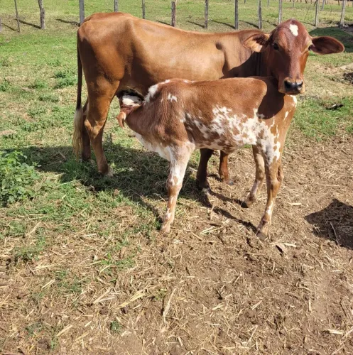Novilha primeira cria 