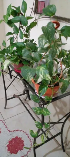 Vários vasos de planta ziboia