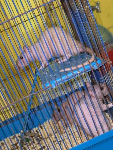 Mercol twister hairless