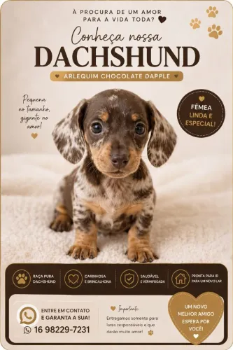 Teckel dachshund dapple fêmea