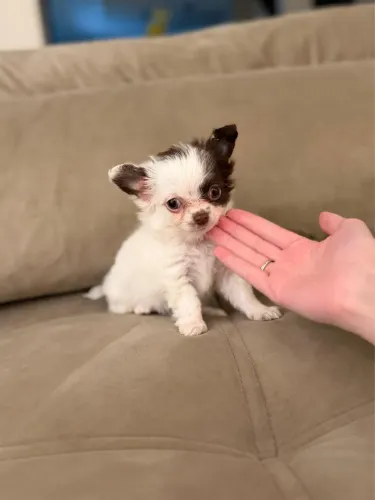 Chihuahua macho pelo longo