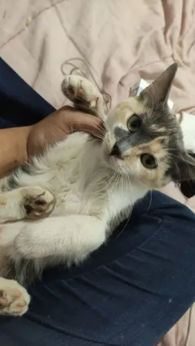 Gatinha fêmea para adoção 