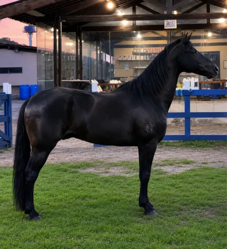Aluguel de baia para cavalo