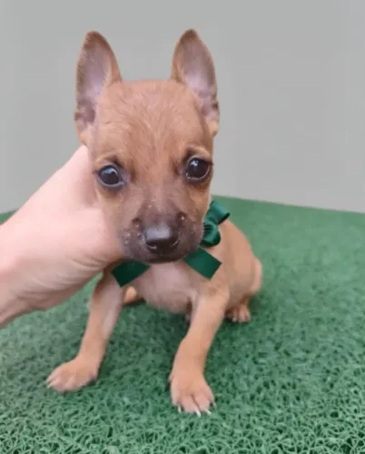 Pinscher Pequeninos Fofos