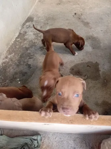 Vendo filhote de cachorro pitbull