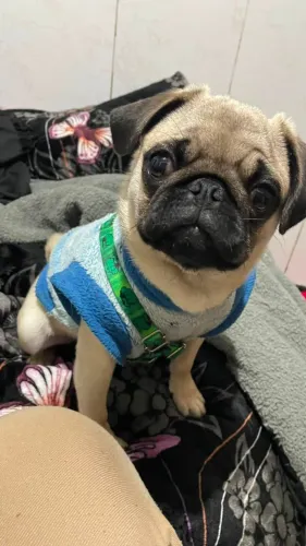 Filhote Pug Macho