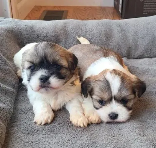 Lhasa Apso Filhotes Super Diferenciados.