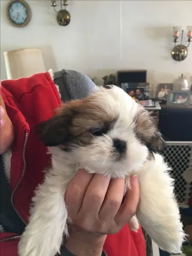Seu Companheiro de Quatro Patas Lhasa Apso fêmea