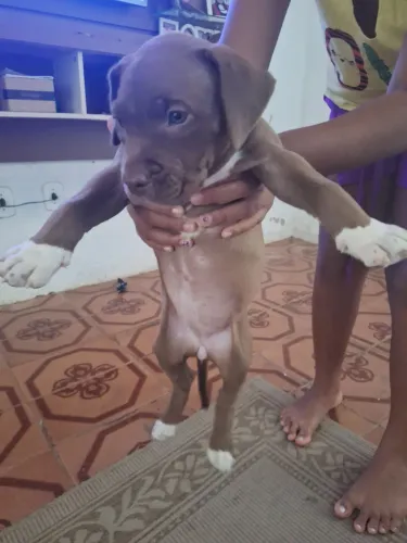 Cachorro pit bu moster pai moster mae moster venha ver ja vermifugada