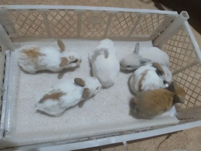 Pequeninos e lindíssimos mini laion .