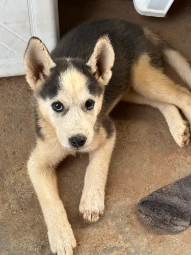 Filhote de Husky siberiano Fêmea 