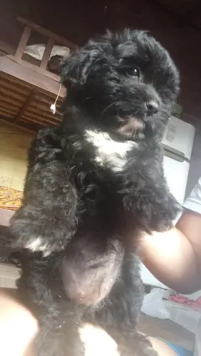 filhote Pollo maltês