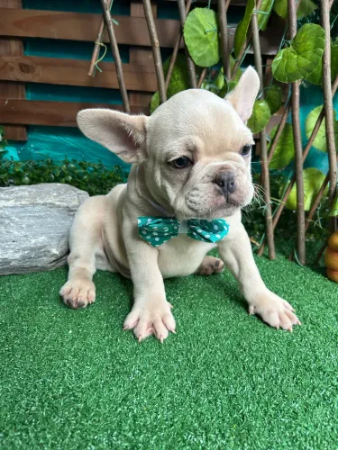 Bulldog Francês Pocket
