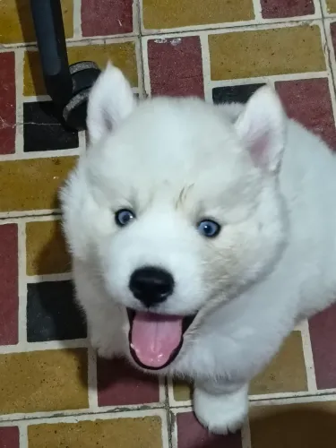 FILHOTE HUSKY