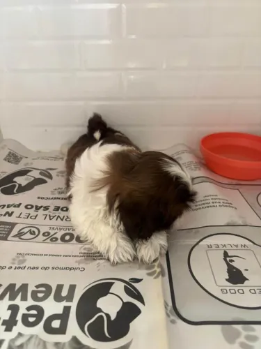 Filhote Shih Tzu, A amizade mais pura começa com um filhotinho!
