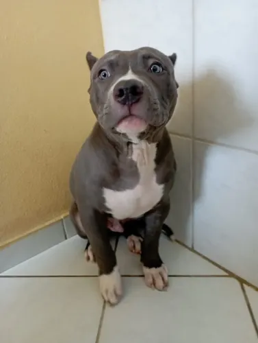 VENDO PITMONSTER COM 4 MESES COM PEDIGREE