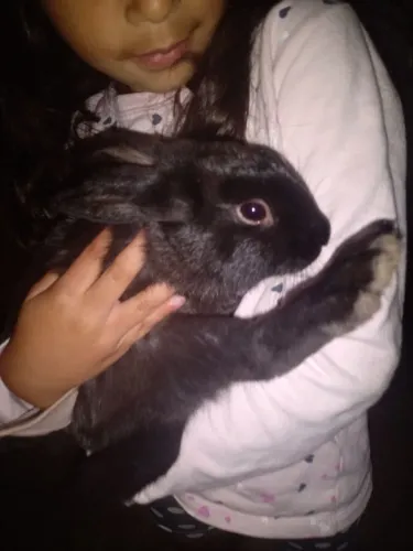 Vende se coelho Macho