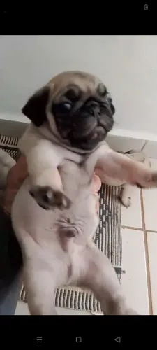Filhote macho de Pug