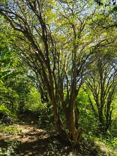 Jabuticabeira Centenária 