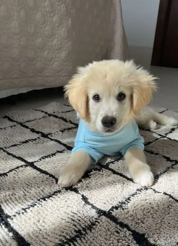 Filhotes de Golden retriever! 4.000 machos e 5.000 as fêmeas!Mãe com pedigree...