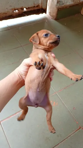 Lindos pinscher pra vender 2 fêmea 1 macho