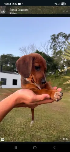 Teckel, Basset fêmeas
