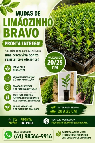 Mudas de Limãozinho Bravo - Cerca viva