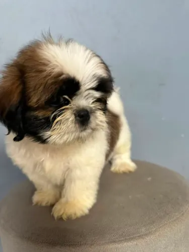 Vendo Filhote de Shih-tzu (Macho)