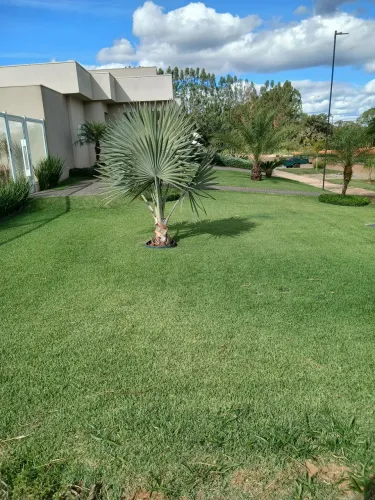 Jardineiro serviço diária e empreita.
