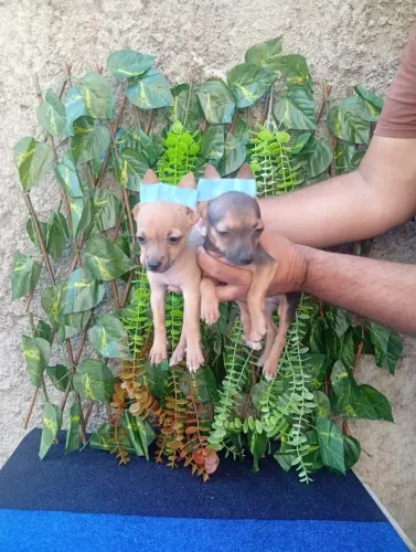 Pequeno companheiro pinscher à procura de família