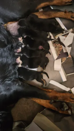 Filhote de Rottweiler 