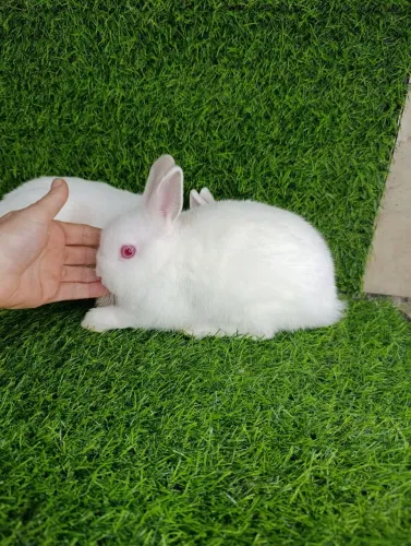 Mini Coelhos