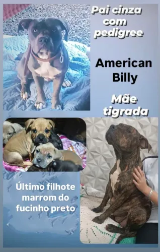 American Billy