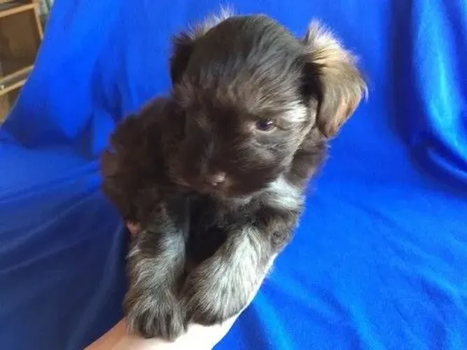 peludos e pequenos 