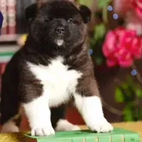 Akita Inu,Akita Inu Filhote Estrutura Perfeita Disponível