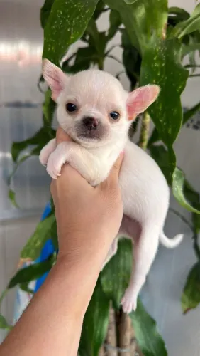 Chihuahua Pelo Curto Macho - Lindo e Micro.
