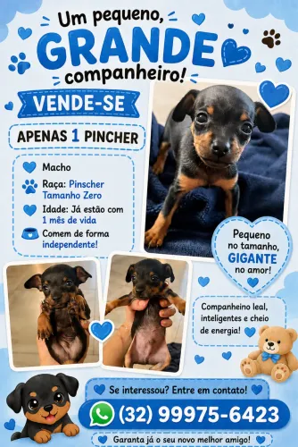 vende-se macho pinscher zero