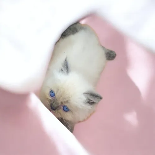 Gato persa!