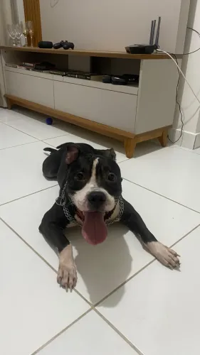 Cachorro American terrier para adoção