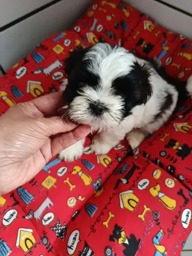 Filhote Shih Tzu, cheios de alegria prontos para um novo lar!