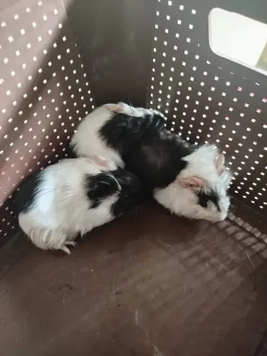 Porquinho da índia 