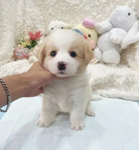 Filhotinhos Border Collie inteligentes com linhagem selecionada e saudável